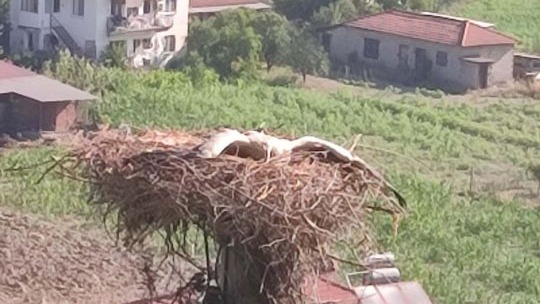 Ayağı kırılan leylek için seferber oldular