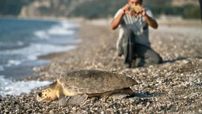 Çıralı'da işletmeler, caretta carettaları sahiplendi