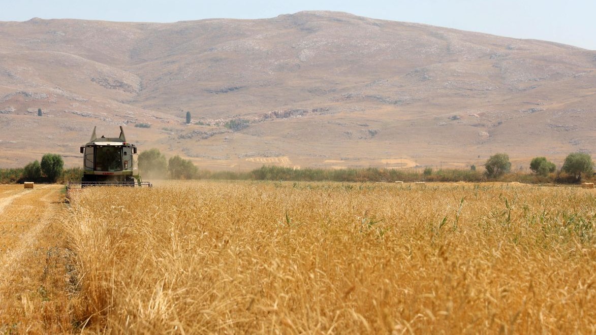 Korkuteli Yeşiloba Yaylası'nda buğday hasadı