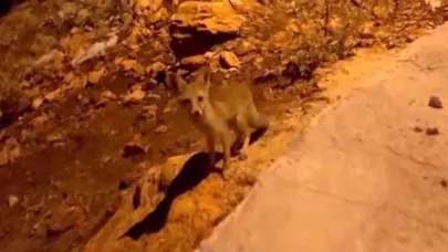 Tilki yavrularını kraker ve bisküviyle beslediler