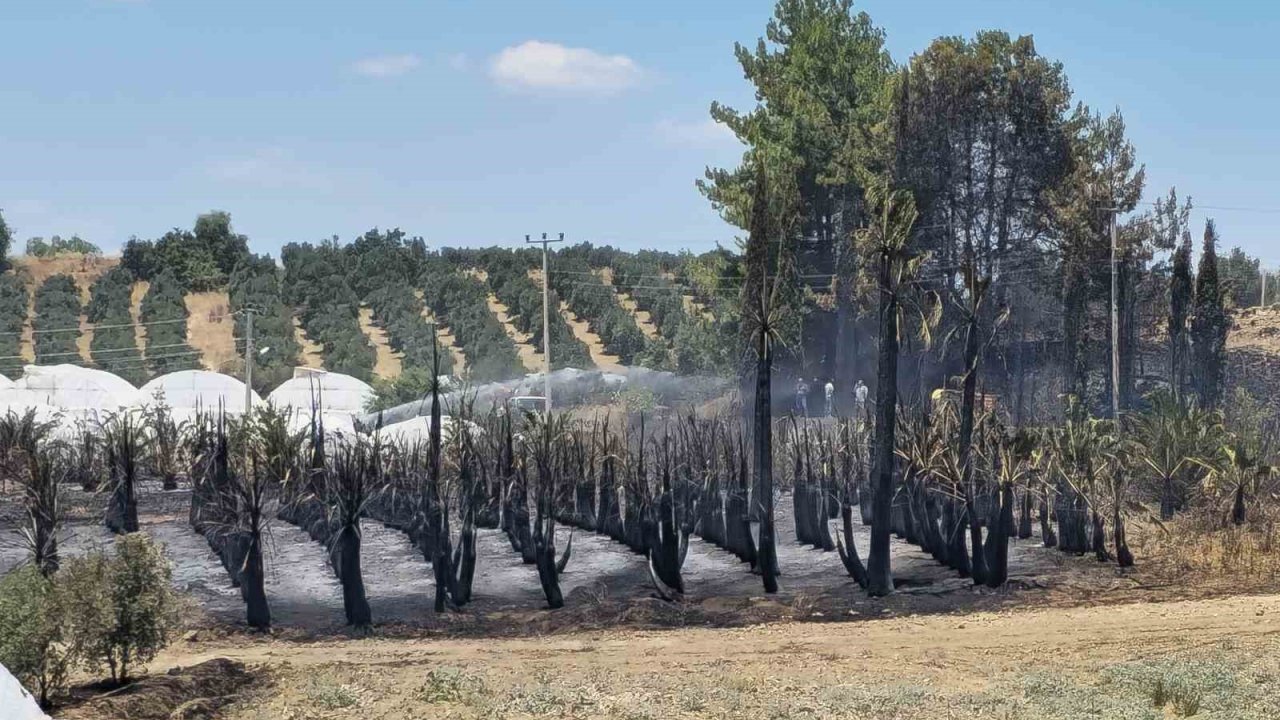 Antalya’da çıkan yangında palmiye ağaçları küle döndü