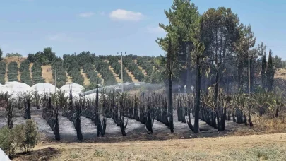 Antalya’da çıkan yangında palmiye ağaçları küle döndü