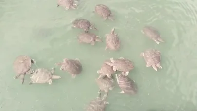 Antalya’da saldırgan Nil kaplumbağası uyarısı
