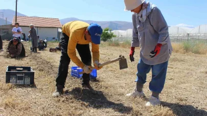 Elmalı’da safran soğanı hasadı başladı