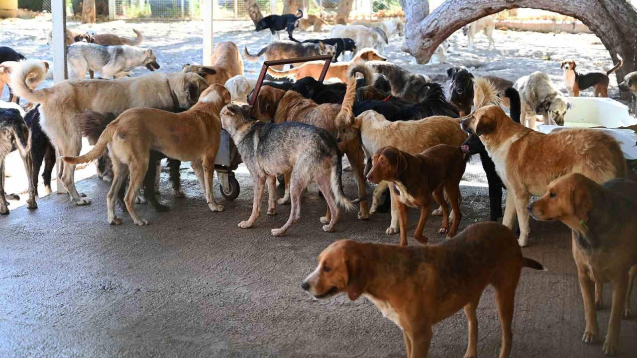 Kemer Belediyesi, Haziran’da 50 canı sahiplendirdi