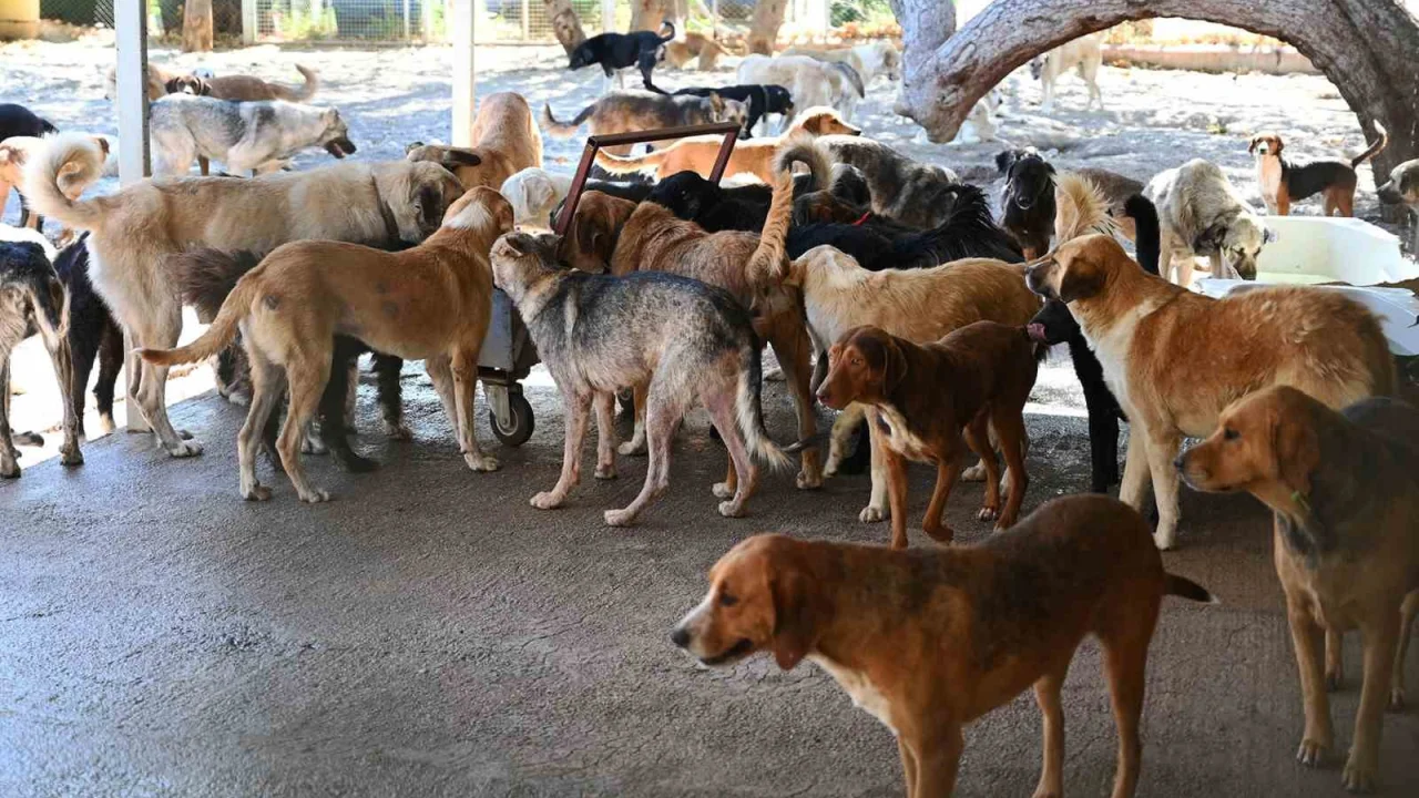 Kemer Belediyesi, Haziran’da 50 canı sahiplendirdi