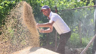 Korkuteli Yeşiloba Yaylası’nda hibe tohumların buğday hasadı başladı