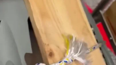 Uçağın kargo bölümüne verdiği evcil hayvanlarını teslim alınca çılgına döndü