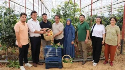 30 yıl önce deneme amaçlı ilk fidan dikildi, bugün 300 dönümden fazla alanda üretiliyor
