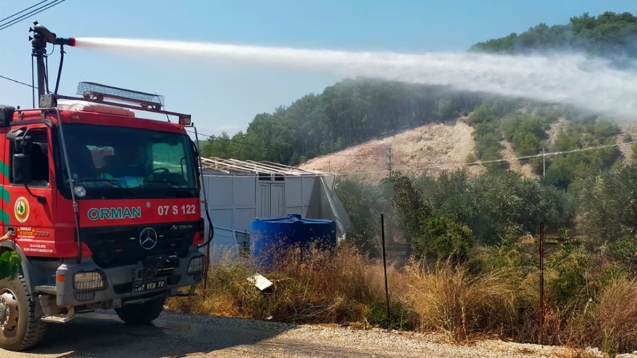 Zeytin bahçesi yangında zarar gördü