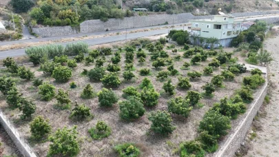 Alanya’da erkenci Clifton cinsi avokado hasadı başladı