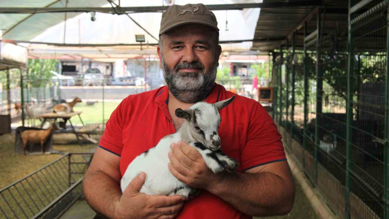 Kafasındaki poşetle sürüye kabusu yaşatan keçinin sahibi: "Poşetin içinde küçük bir delik açmış oradan nefes alabiliyordu"