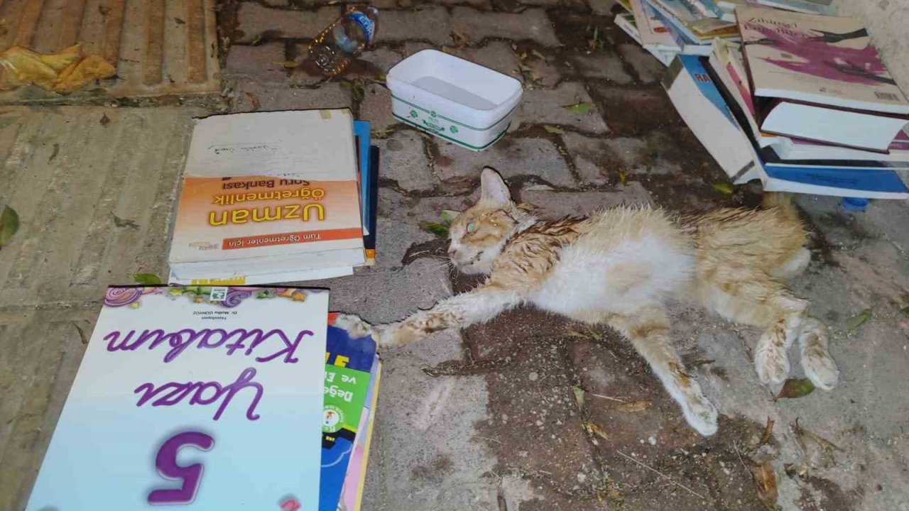 Sokakta yaralı gördükleri yavru kedi için seferber oldular