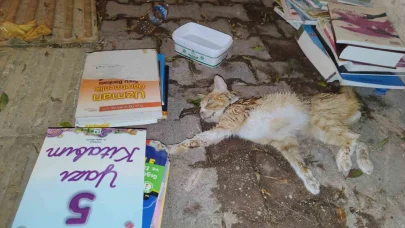 Sokakta yaralı gördükleri yavru kedi için seferber oldular