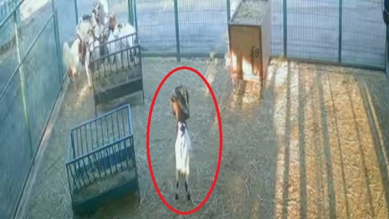 Yerdeki poşeti başına geçiren cüce keçi, diğer keçilerin kabusu oldu