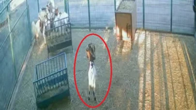 Yerdeki poşeti başına geçiren cüce keçi, diğer keçilerin kabusu oldu