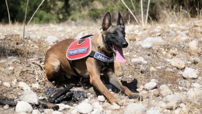 Jandarma köpeği 'Hane', orman yangınlarında kundaklama tespitinde görev yapıyor