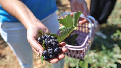 Beğiş Susuzu’nda aronya ve böğürtlen hasadı bereketi