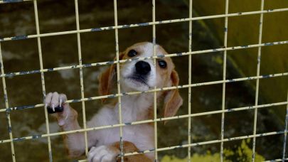 Kemer'de 173 hayvan tedavi edildi