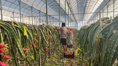 Alanya’da  seralarda ejder meyvesi hasadı başladı