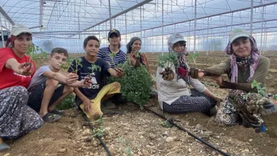 Antalya’da güzlük fide dikimleri başladı