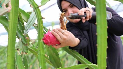 Ejder meyvesi en çok kurutulan ürünler arasına girdi