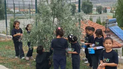 İlkokul öğrencileri okul bahçesindeki zeytin ağaçlarında hasat yaptı