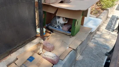 Mahalleli ve cami cemaatinin baktığı kedilerin evlerini çöpe attılar