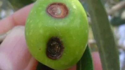 Zeytin üreticilerine meyve dökülmesi uyarısı