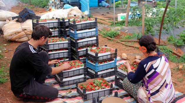25 BİN TON ÇİLEK REKOLTESİ BEKLENİYOR