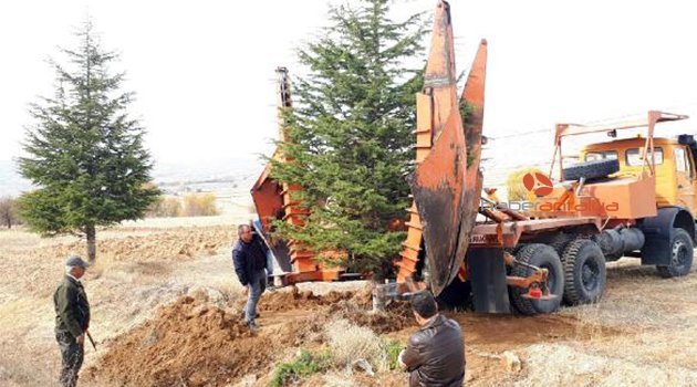 4300 ağaç sökülüp taşınıyor