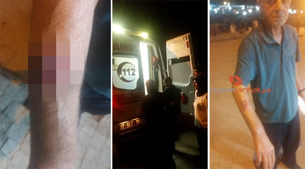 6 köpeğin saldırısına uğradı, hastanelik oldu