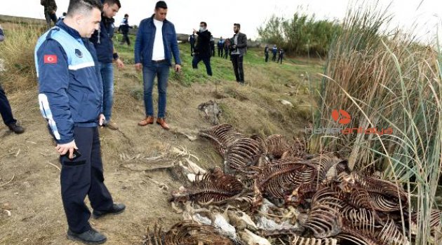 Adana'da at ve eşek kemikleri bulundu