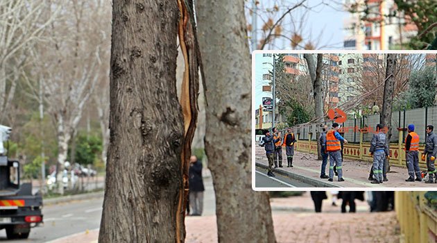 Ağacın gövdesinden gelen sesler polisi alarma geçirdi