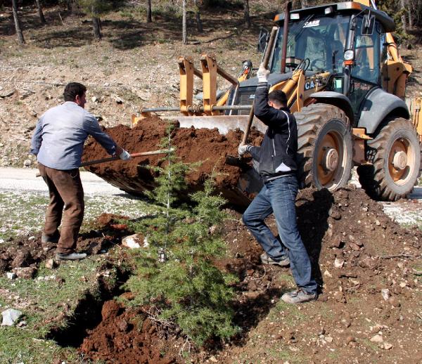 Ağaçlandırma Seferberliği