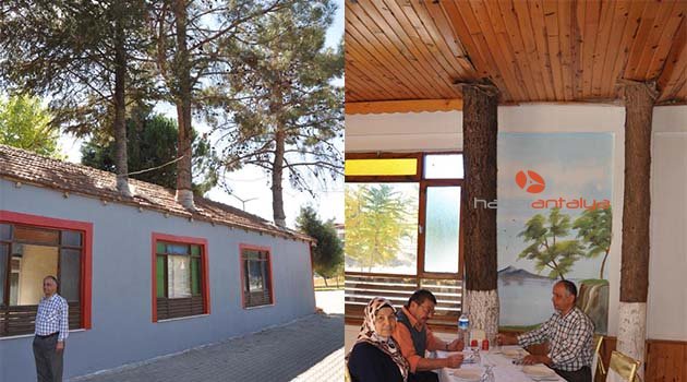 Ağaçları kesmeye kıyamadı, restoranı üstüne yaptı