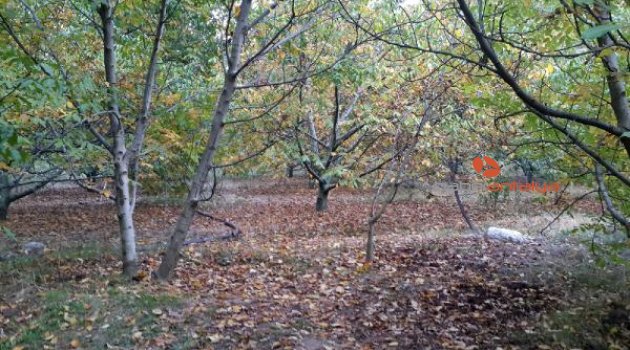 'Ağaçtan düştü' diye hastaneye götürdüğü kardeşini öldürdü iddiası