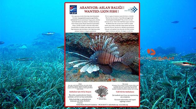 Akdeniz'e gelen zehirli "aslan balığı" için 'Wanted' afişi