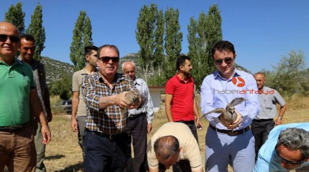Akseki'de doğaya keklik salındı