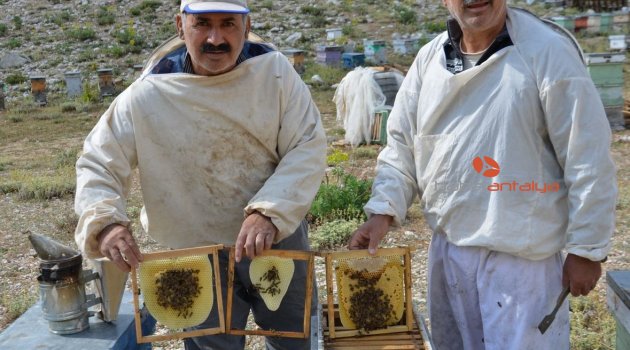 Akseki'nin meşhur Çimi Yaylası balı iklim kurbanı oldu