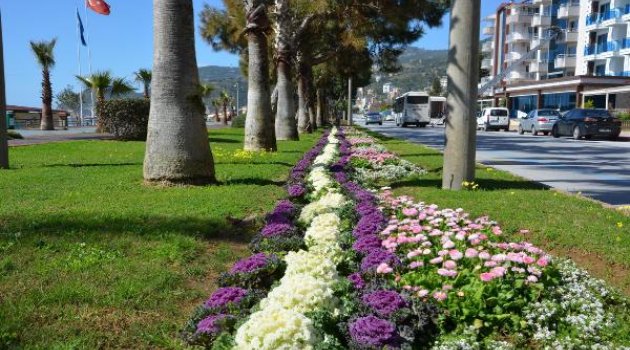 Alanya çiçeklerle renklendi