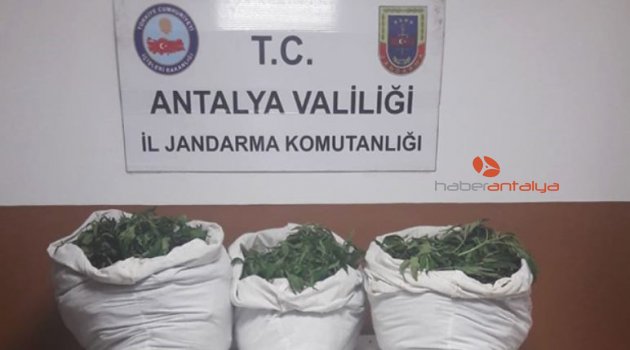 Alanya’da 22 bin 400 kök Hint keneviri ele geçirildi