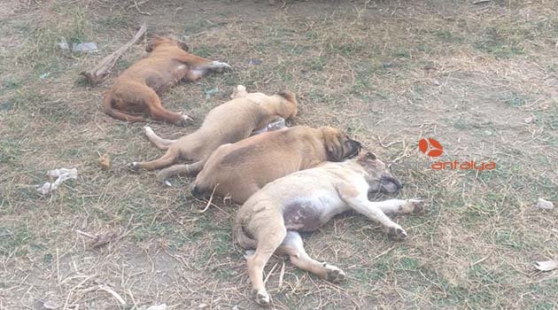 Alanya’da 7 sokak köpeğinin zehirlendiği iddiası