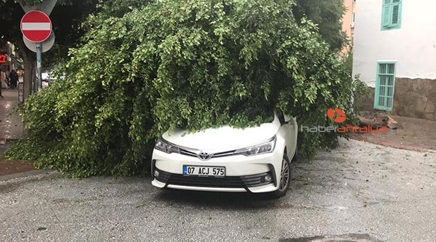 Alanya’da fırtınada ağaçlar devrildi, çatılar uçtu