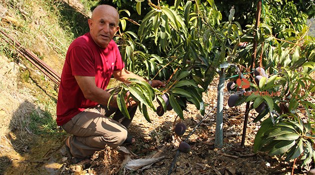 Alanya’da mango hasadı başladı