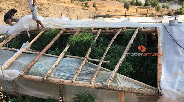 Alanya'da kenevir serasına baskın