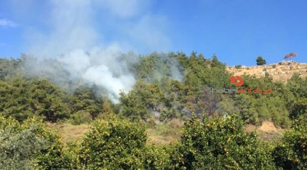 Alanya'da orman yangını
