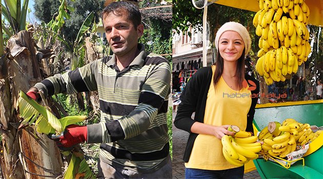 ALANYA'DA ÖRTÜ ALTI MUZ ÜRETİMİ 25 BİN TONA YÜKSELDİ