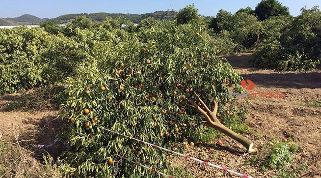 ALANYA'DA PORTAKAL VE LİMON AĞACI KATLİAMI