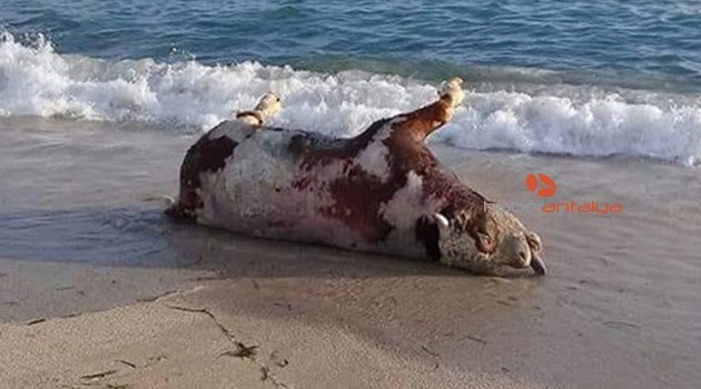 Alanya'da sahile inek ölüsü vurdu